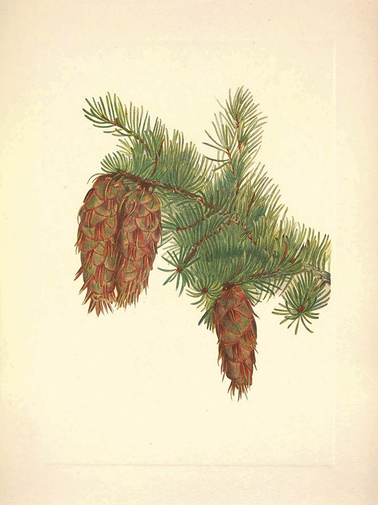 North American Wild Flowers 1925 - Douglas fir art print by Mary Walcott for $57.95 CAD