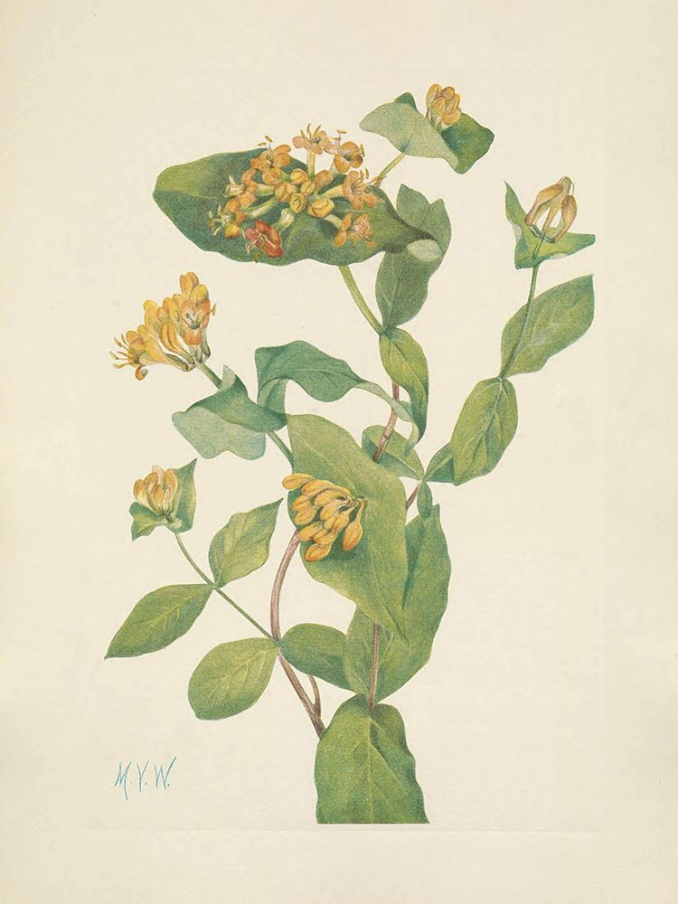 North American Wild Flowers 1925 - Douglas Honeysuckle flower art print by Mary Walcott for $57.95 CAD