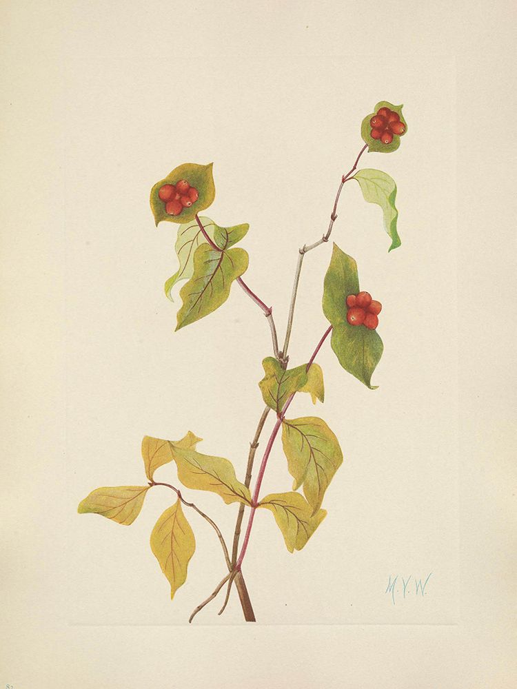 North American Wild Flowers 1925 - Douglas Honeysuckle fruit art print by Mary Walcott for $57.95 CAD
