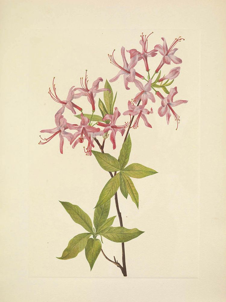 North American Wild Flowers 1925 - Downy Pinxterbloom art print by Mary Walcott for $57.95 CAD