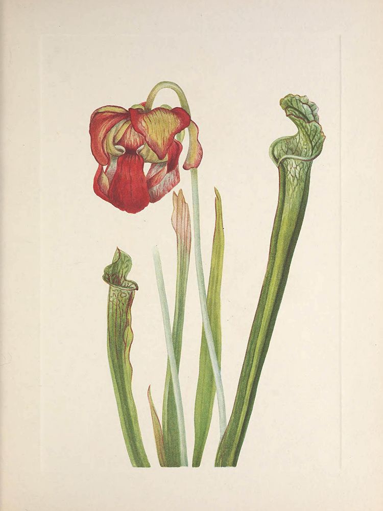 North American Wild Flowers 1925 - Drummond Pitcher-plant art print by Mary Walcott for $57.95 CAD