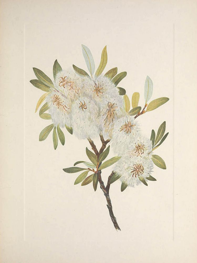 North American Wild Flowers 1925 - Drummond Willow art print by Mary Walcott for $57.95 CAD