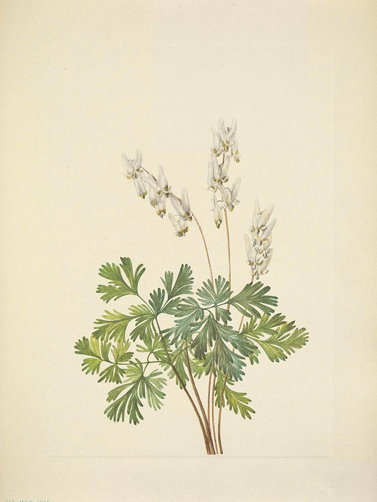 North American Wild Flowers 1925 - Dutchmans Breeches art print by Mary Walcott for $57.95 CAD