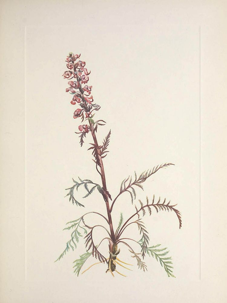 North American Wild Flowers 1925 - Elephanthead art print by Mary Walcott for $57.95 CAD