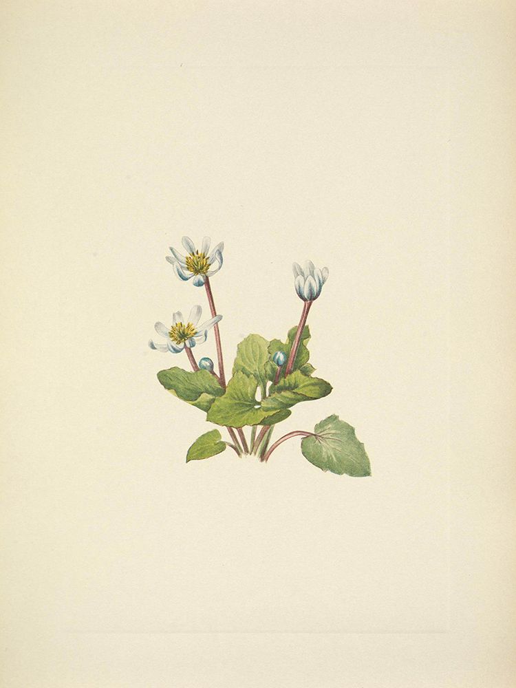 North American Wild Flowers 1925 - Elkslip art print by Mary Walcott for $57.95 CAD