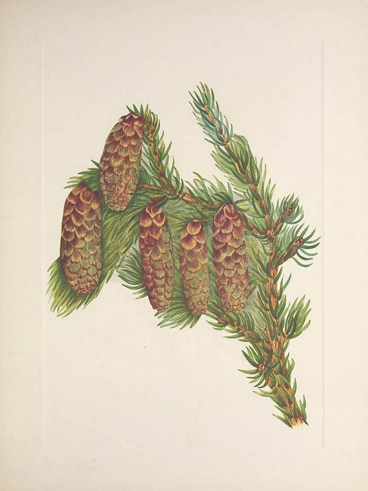 North American Wild Flowers 1925 - Engelmann Spruce art print by Mary Walcott for $57.95 CAD