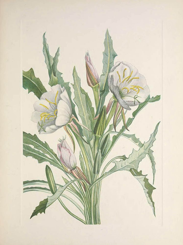 North American Wild Flowers 1925 - Evening Primrose art print by Mary Walcott for $57.95 CAD