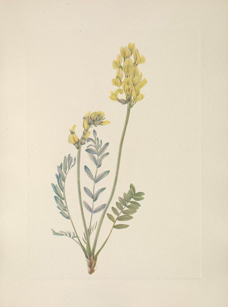 North American Wild Flowers 1925 - False Locoweed art print by Mary Walcott for $57.95 CAD