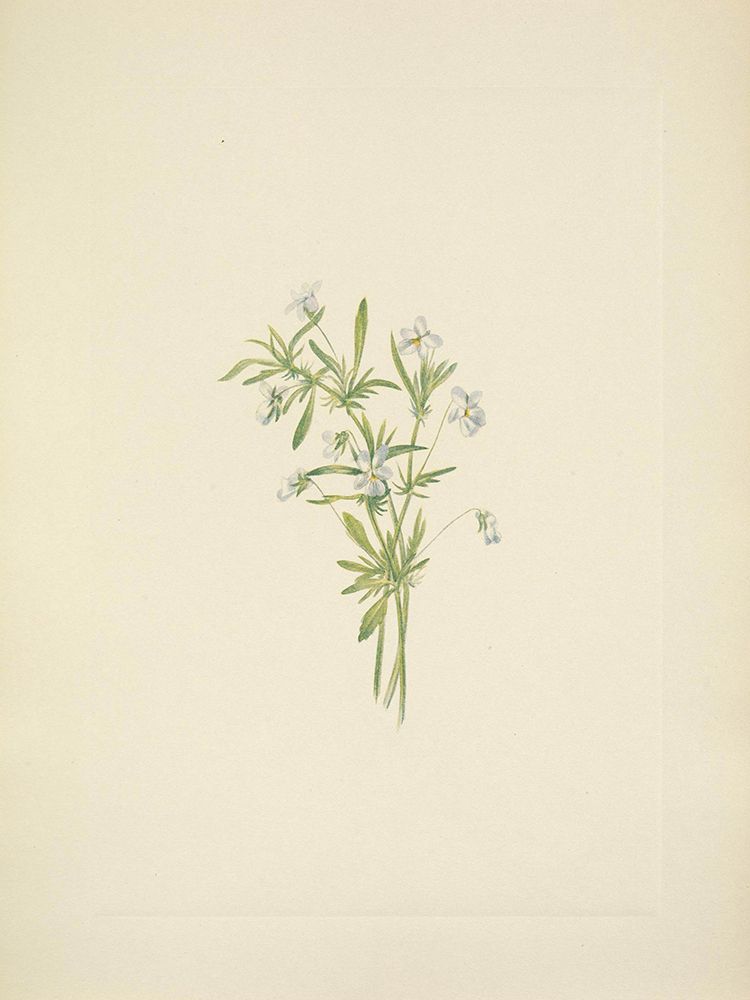 North American Wild Flowers 1925 - Field Violet art print by Mary Walcott for $57.95 CAD