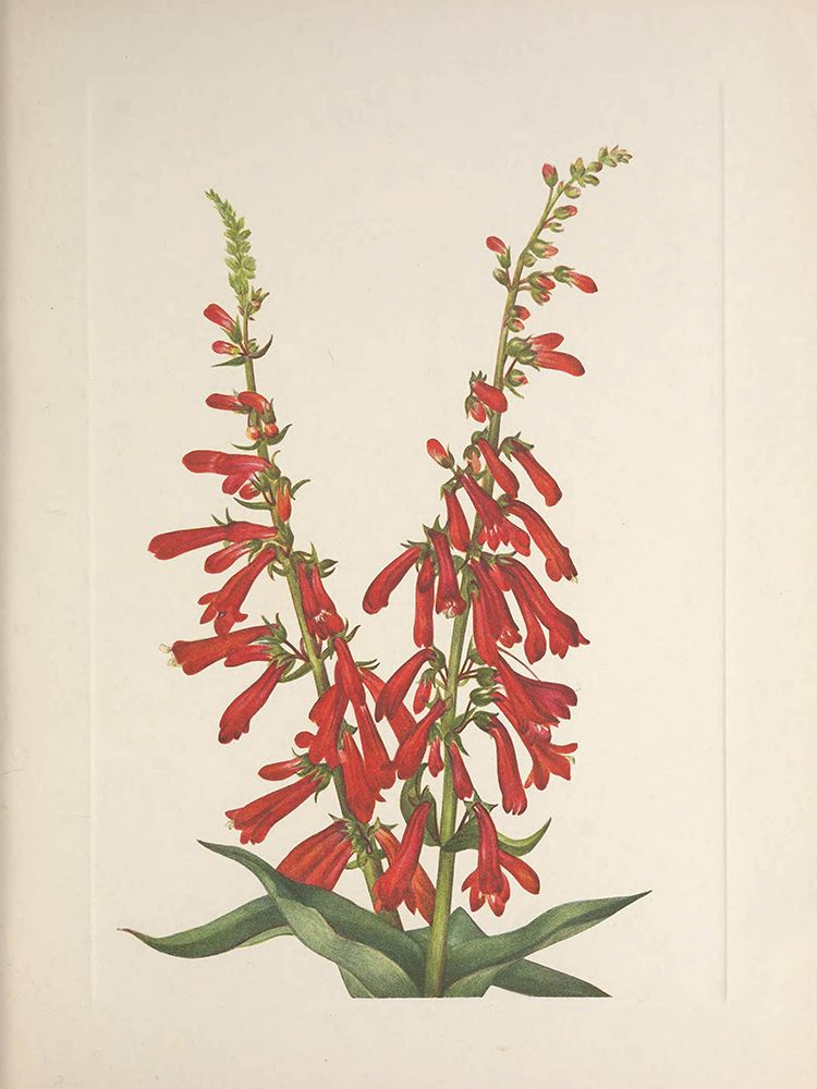 North American Wild Flowers 1925 - Fire Pentstemon art print by Mary Walcott for $57.95 CAD