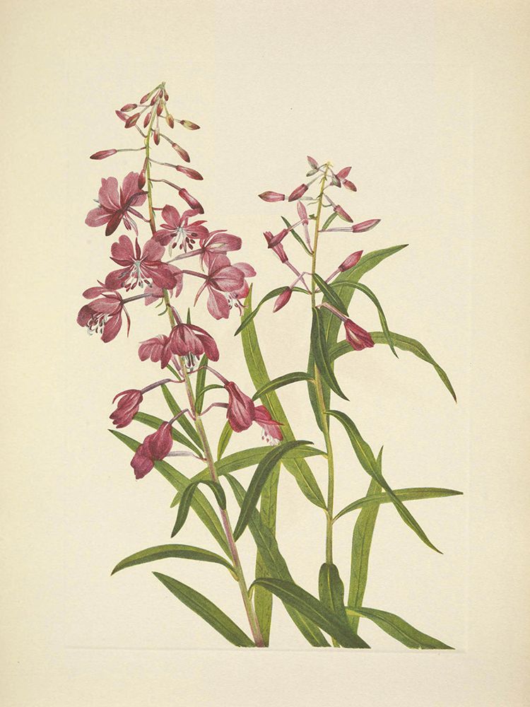North American Wild Flowers 1925 - Fireweed art print by Mary Walcott for $57.95 CAD