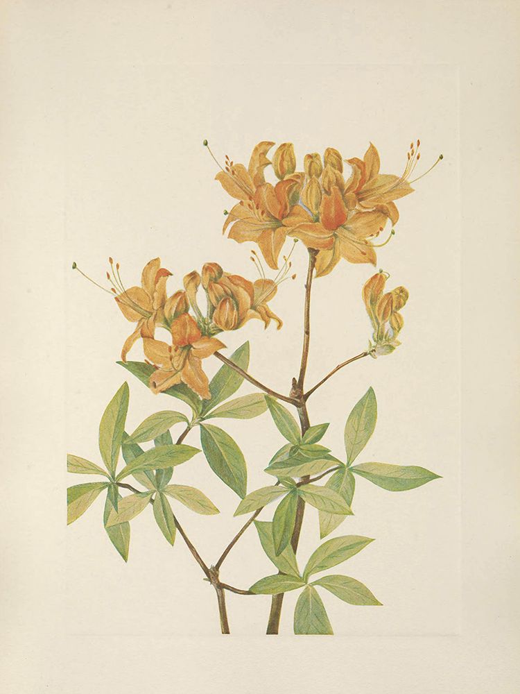 North American Wild Flowers 1925 - Flame Azalea art print by Mary Walcott for $57.95 CAD