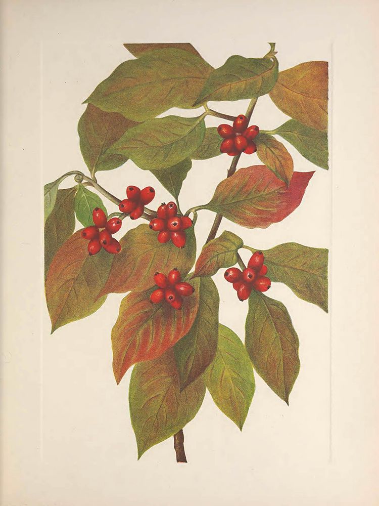North American Wild Flowers 1925 - Flowering Dogwood Fruit art print by Mary Walcott for $57.95 CAD
