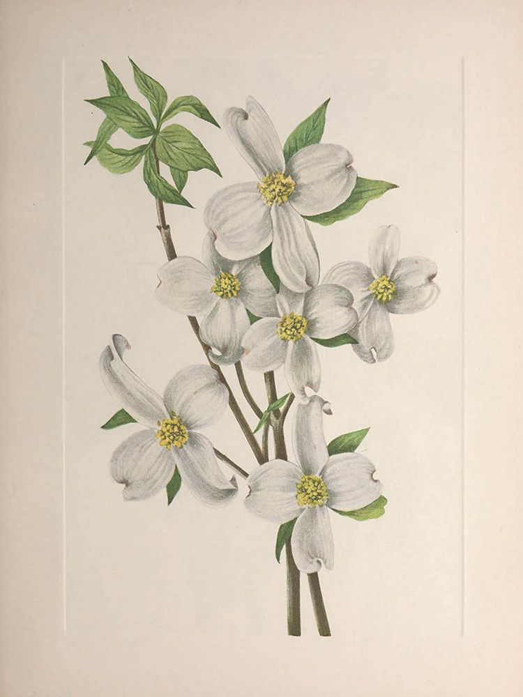 North American Wild Flowers 1925 - Flowering Dogwood art print by Mary Walcott for $57.95 CAD