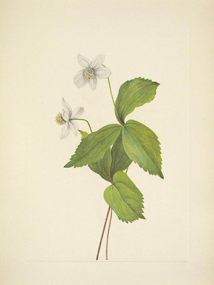 North American Wild Flowers 1925 - Forest Anemone art print by Mary Walcott for $57.95 CAD