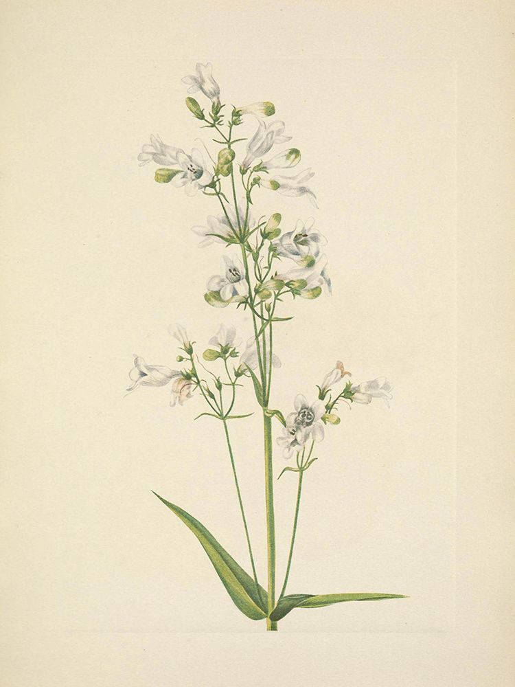 North American Wild Flowers 1925 - Foxglove Pentstemon art print by Mary Walcott for $57.95 CAD