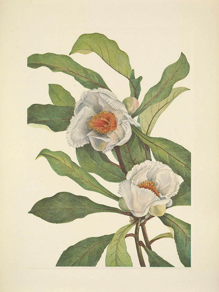 North American Wild Flowers 1925 - Franklinia art print by Mary Walcott for $57.95 CAD