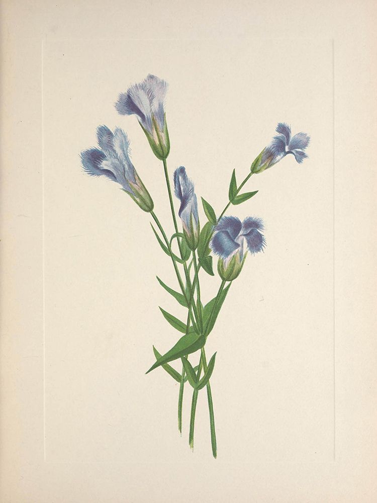 North American Wild Flowers 1925 - Fringed Gentian art print by Mary Walcott for $57.95 CAD