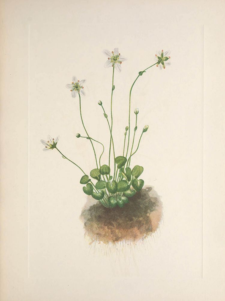 North American Wild Flowers 1925 - Fringed Parnassia art print by Mary Walcott for $57.95 CAD