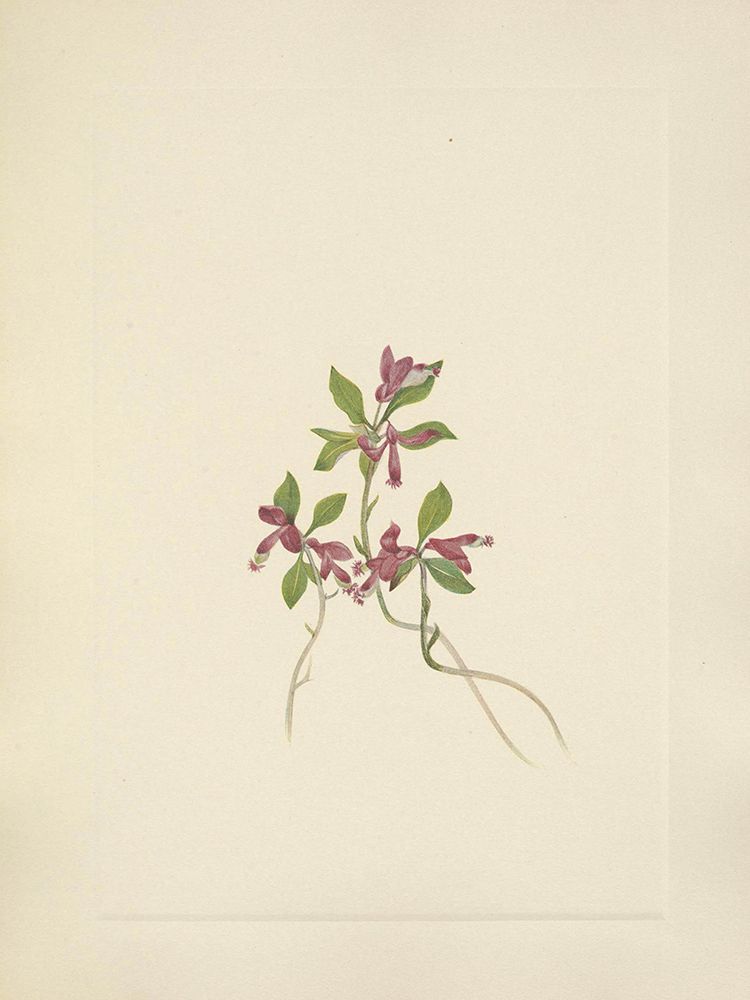 North American Wild Flowers 1925 - Fringed Polygala art print by Mary Walcott for $57.95 CAD