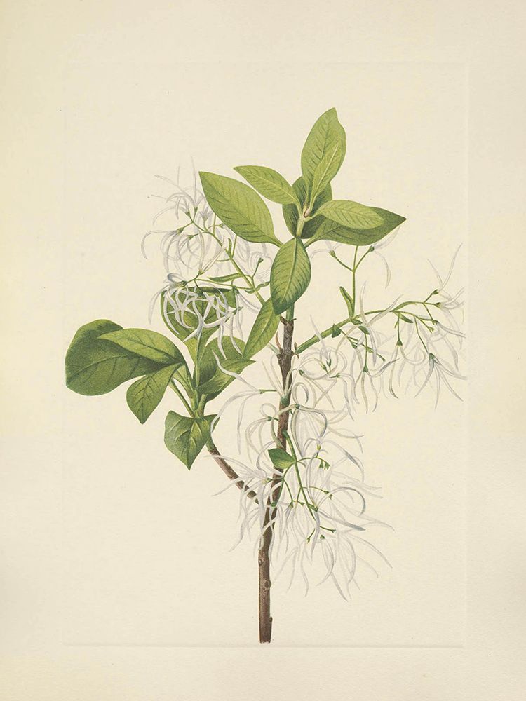 North American Wild Flowers 1925 - Fringetree art print by Mary Walcott for $57.95 CAD