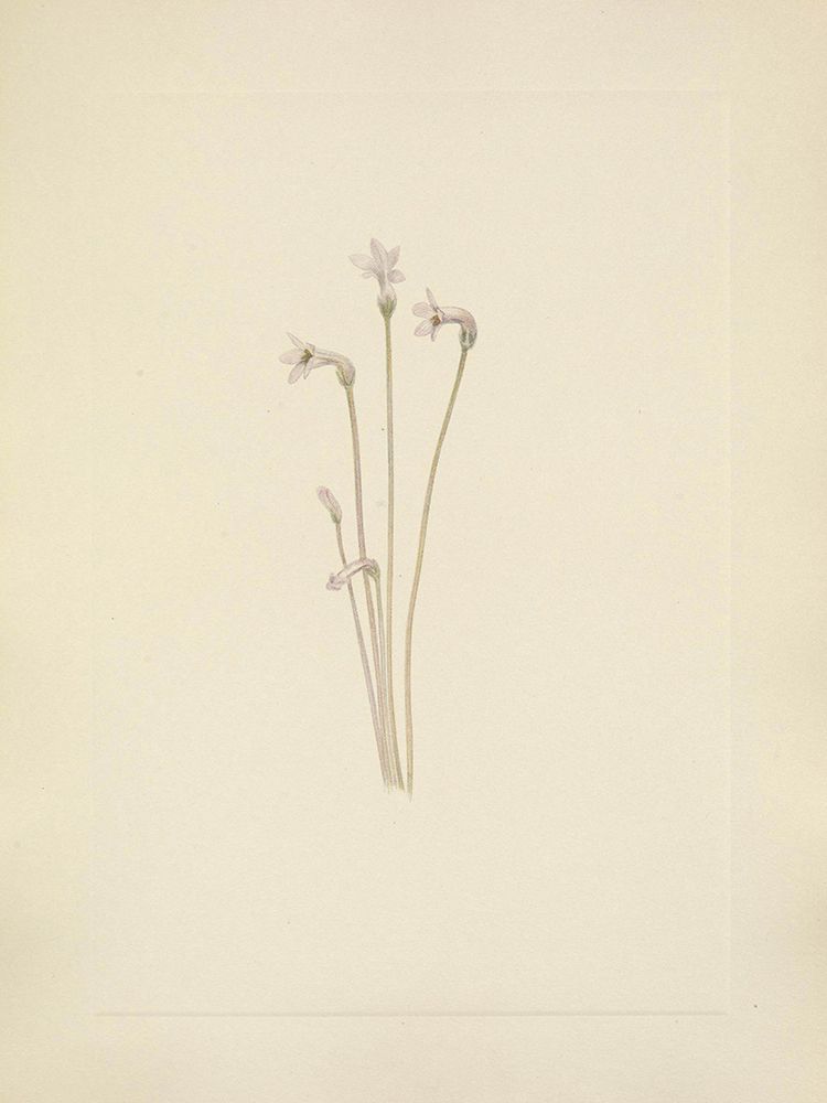 North American Wild Flowers 1925 - Ghostpipe art print by Mary Walcott for $57.95 CAD