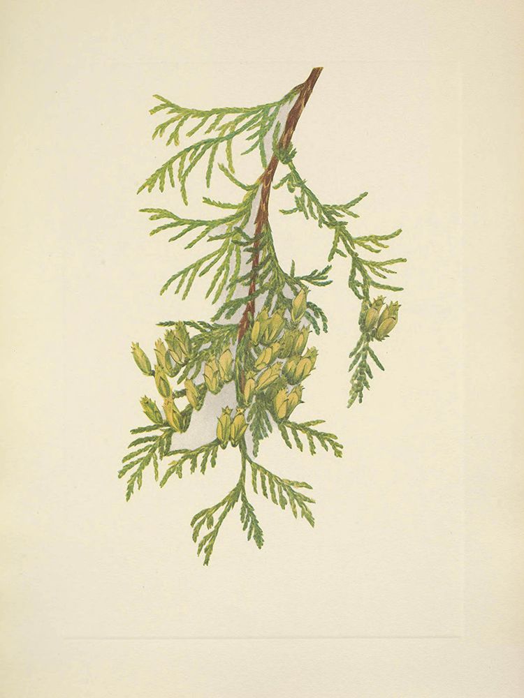 North American Wild Flowers 1925 - Giant Arborvitae art print by Mary Walcott for $57.95 CAD