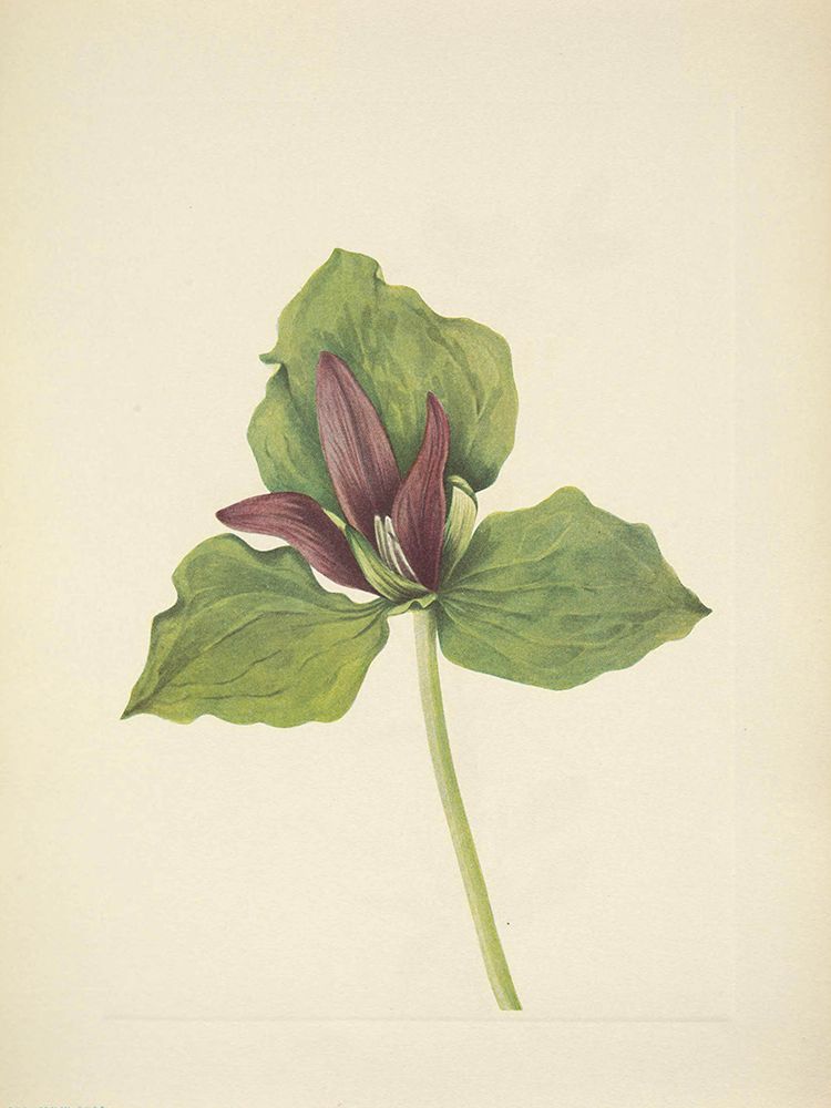 North American Wild Flowers 1925 - Giant Trillium art print by Mary Walcott for $57.95 CAD
