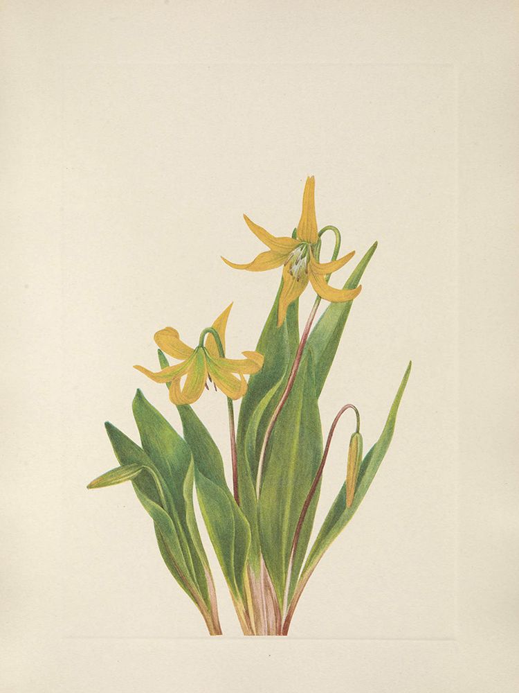 North American Wild Flowers 1925 - Glacierlily art print by Mary Walcott for $57.95 CAD