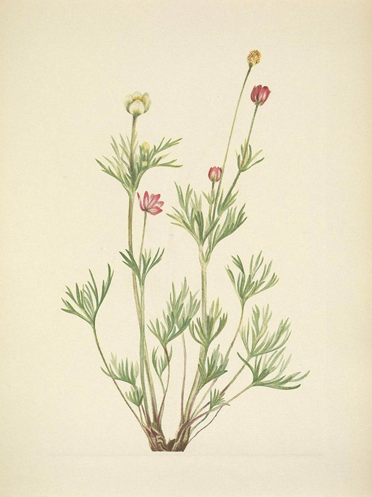 North American Wild Flowers 1925 - Globe Anemone art print by Mary Walcott for $57.95 CAD