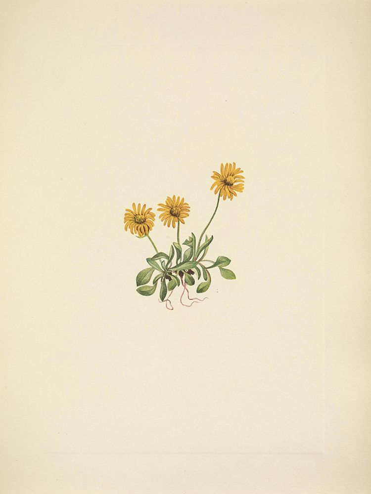 North American Wild Flowers 1925 - Golden Fleabane art print by Mary Walcott for $57.95 CAD