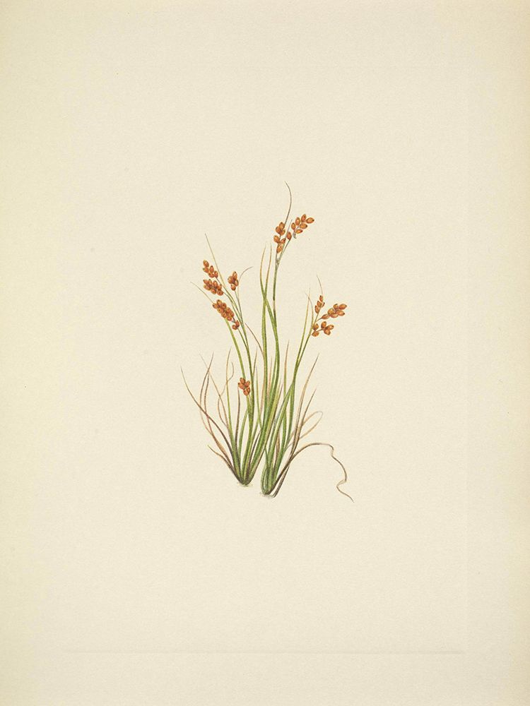 North American Wild Flowers 1925 - Golden Sedge art print by Mary Walcott for $57.95 CAD