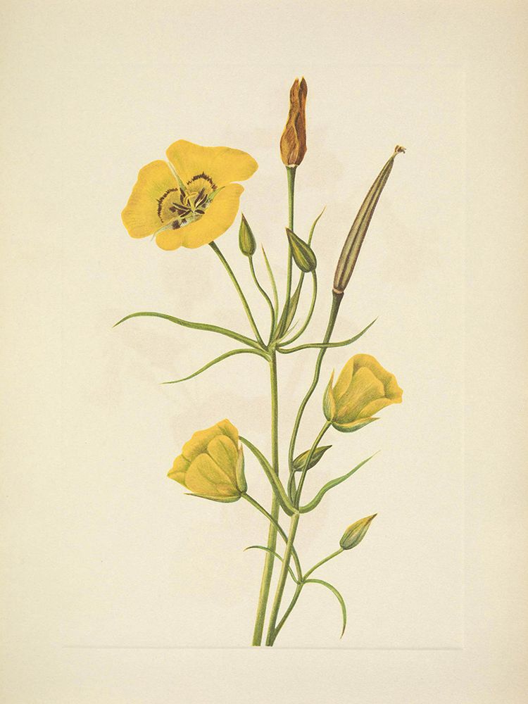 North American Wild Flowers 1925 - Goldenbowl Mariposa art print by Mary Walcott for $57.95 CAD