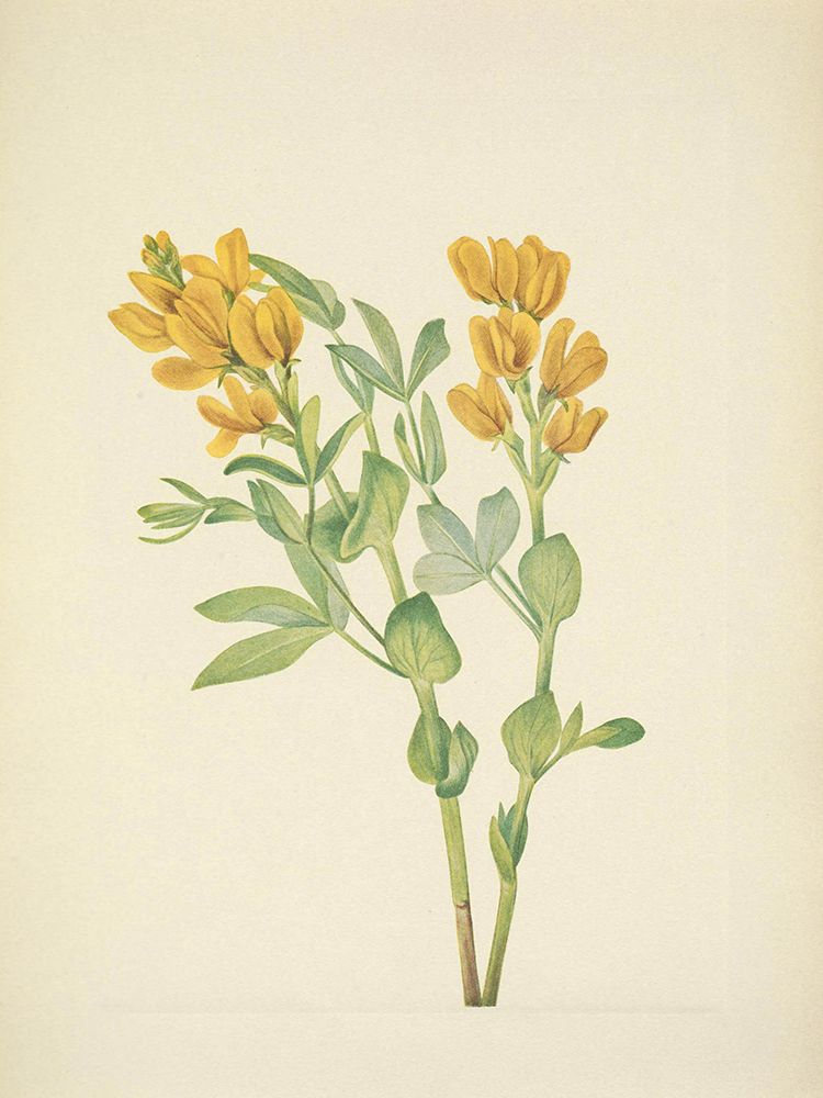 North American Wild Flowers 1925 - Goldenpea art print by Mary Walcott for $57.95 CAD