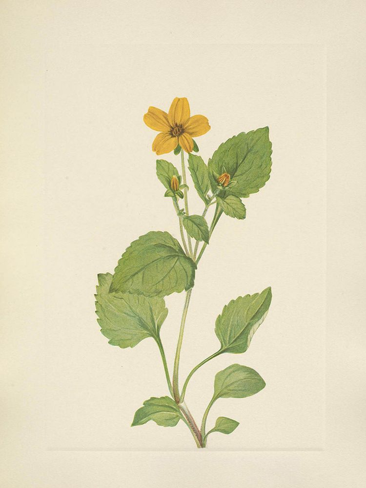 North American Wild Flowers 1925 - Goldenstar art print by Mary Walcott for $57.95 CAD