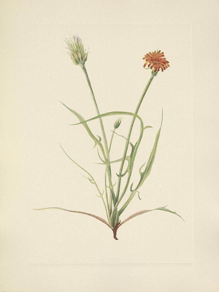 North American Wild Flowers 1925 - Grassleaf Agoseris art print by Mary Walcott for $57.95 CAD
