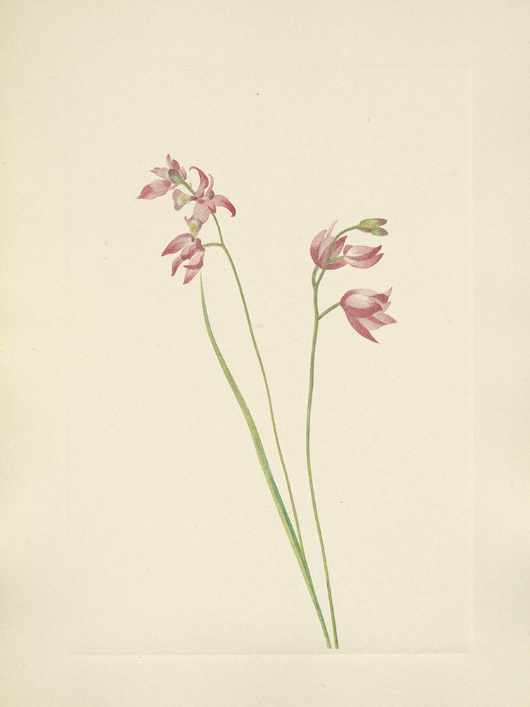North American Wild Flowers 1925 - Grass-pink Orchid art print by Mary Walcott for $57.95 CAD