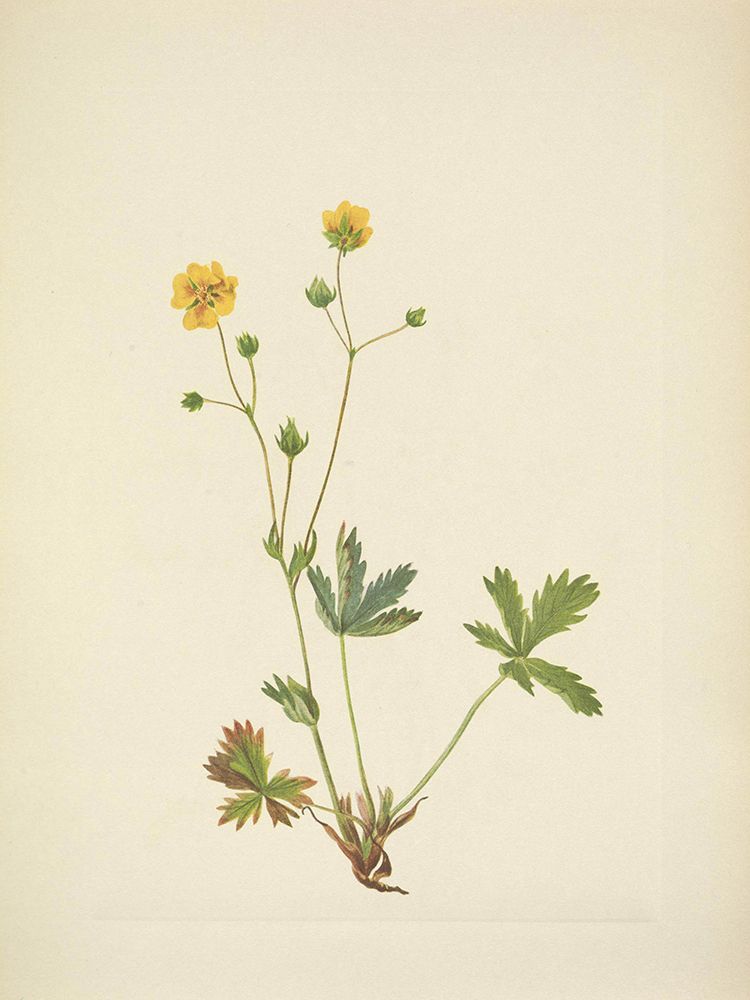 North American Wild Flowers 1925 - Grayleaf Fivefinger art print by Mary Walcott for $57.95 CAD