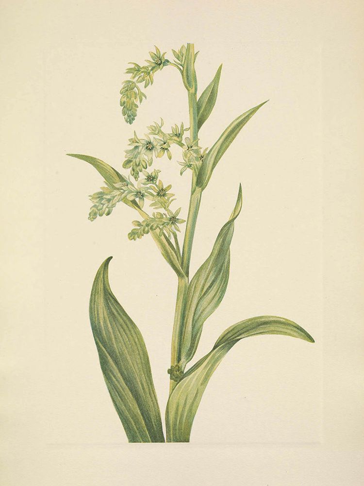 North American Wild Flowers 1925 - Green Bearcabbage art print by Mary Walcott for $57.95 CAD
