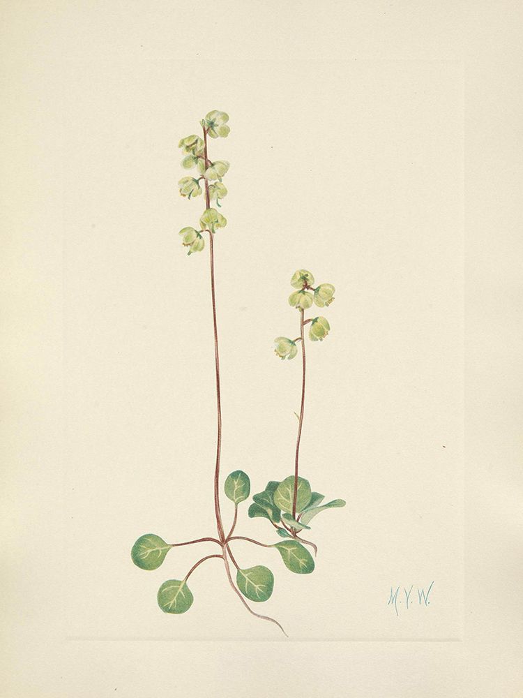North American Wild Flowers 1925 - Green Pyrola art print by Mary Walcott for $57.95 CAD