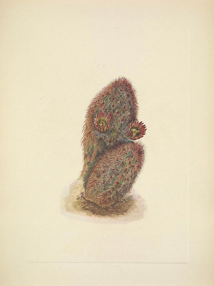 North American Wild Flowers 1925 - Green Strawberry Cactus art print by Mary Walcott for $57.95 CAD