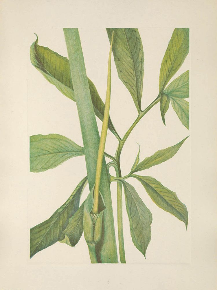 North American Wild Flowers 1925 - Greendragon art print by Mary Walcott for $57.95 CAD