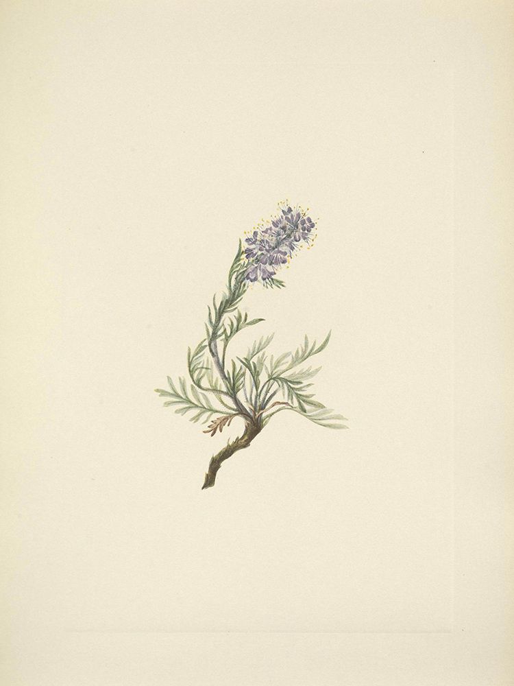 North American Wild Flowers 1925 - Grey Phacelia art print by Mary Walcott for $57.95 CAD