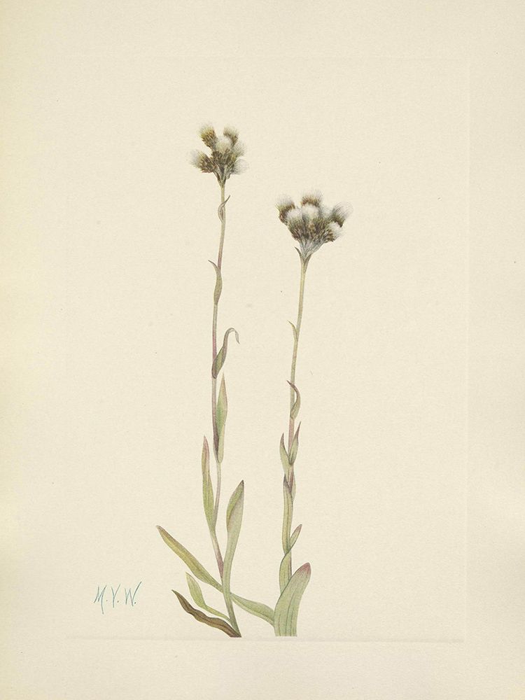North American Wild Flowers 1925 - Grey Pussytoes art print by Mary Walcott for $57.95 CAD