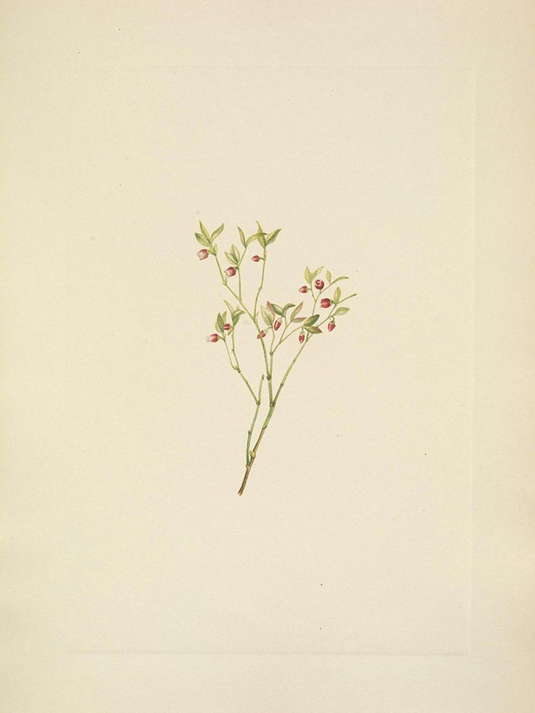 North American Wild Flowers 1925 - Grouse Whortleberry flower art print by Mary Walcott for $57.95 CAD