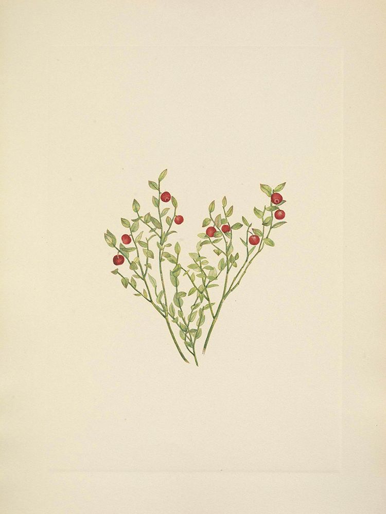 North American Wild Flowers 1925 - Grouse Whortleberry fruit art print by Mary Walcott for $57.95 CAD