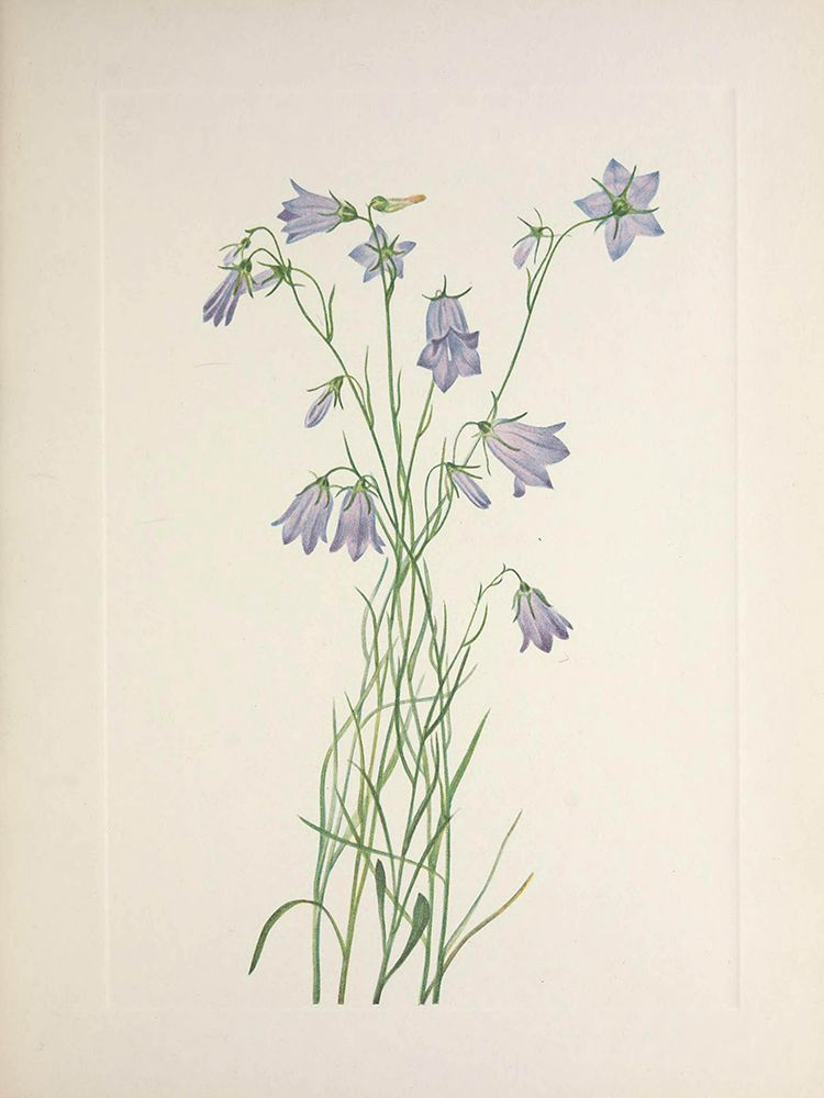 North American Wild Flowers 1925 - Harebell art print by Mary Walcott for $57.95 CAD