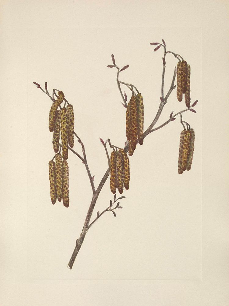 North American Wild Flowers 1925 - Hazel Alder art print by Mary Walcott for $57.95 CAD