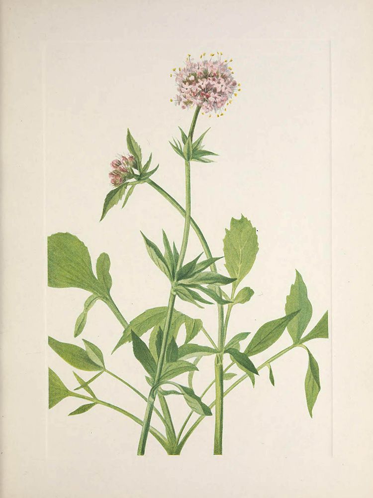 North American Wild Flowers 1925 - Heliotrope Valerian art print by Mary Walcott for $57.95 CAD