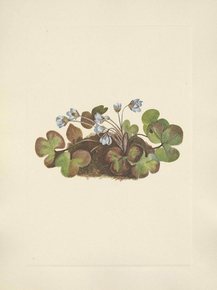 North American Wild Flowers 1925 - Hepatica art print by Mary Walcott for $57.95 CAD